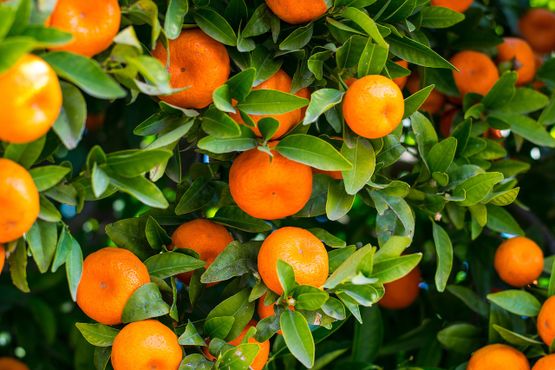 mandarinas en árbol